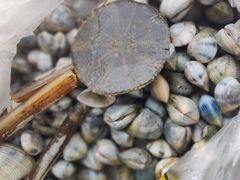 -红树林天天赶海