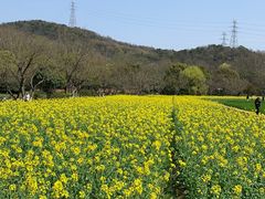 -八卦田遗址公园
