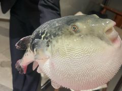 -鲐赏河豚(长寿店)
