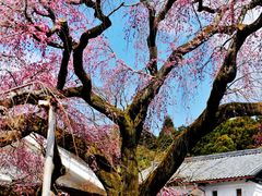 -醍醐寺