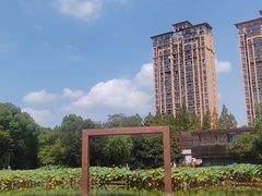 -陈家山荷花公园