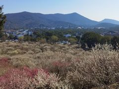 -香雪海