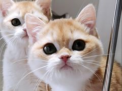 -东方名猫馆·英短金渐层布偶猫舍(环线广场1号楼店)