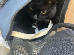 -瑞鹏宠物医院·夜间急症·心超·猫科(祖庙分店)