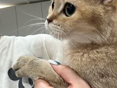 -楼上猫咖(罗湖店)