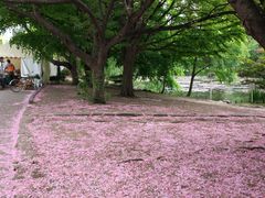 -北海道厅旧本厅舍(旧本庁舎)