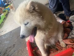 -成都爱之家动物救助中心