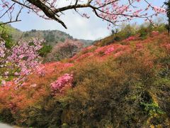 -木兰云雾山