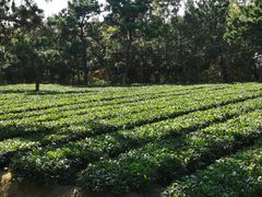 景点-日照海滨国家森林公园