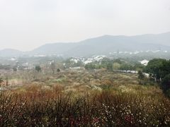 -香雪海