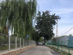 -三里屯东五街银杏大道