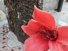 -长洲岛