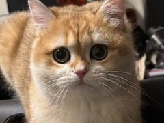 -东方名猫馆·英短金渐层布偶猫舍(环线广场1号楼店)