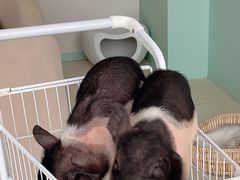 -怪兽屋·羊驼·猫咖·狗咖(俊华广场店)