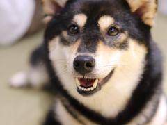 -逗柴咖啡屋·狗咖猫咖宠物桌游