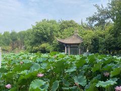 -莲湖公园