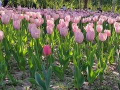 -长春公园(普阳街道)