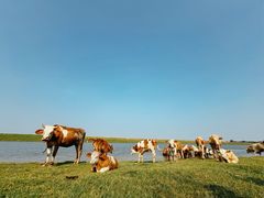 -东关回民小吃一条街(颍河西路店)