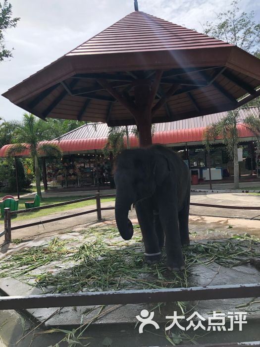 海景大象营图片 - 第2张