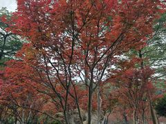 -广州市帽峰山景区