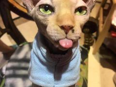 -猫色咖啡·猫咖