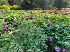 -莲花池公园