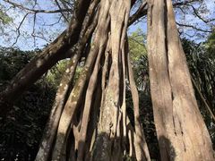 -瑞丽独树成林风景区