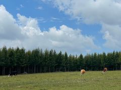 -塞罕坝国家级自然保护区