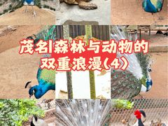 -广东茂名森林公园