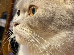 -猫色咖啡·猫咖