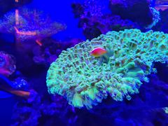 -上和臻品中国菜(花园街店)