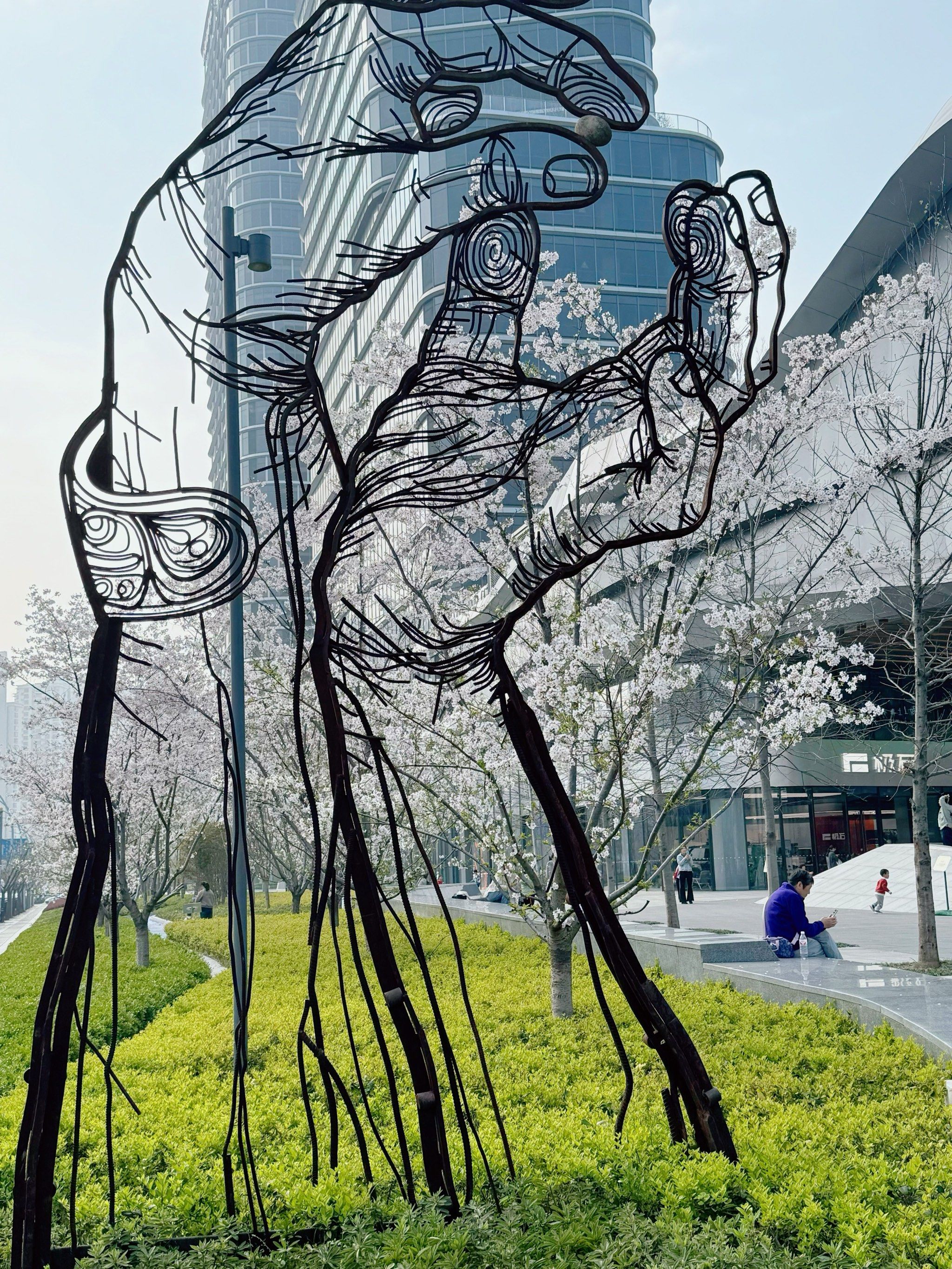 被这樱花美到了