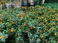 -龙大花卉苗木市场