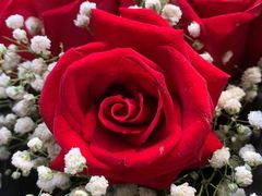 -循礼门鲜花花市(武汉循礼门店)