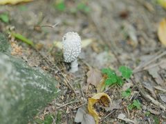 -上海吴淞炮台湾国家湿地公园