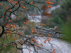 -塔川景区