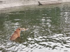 -横道河子东北虎林园