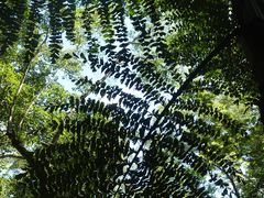 -中国科学院西双版纳热带植物园