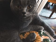 -海边的猫和咖啡馆