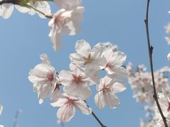 -顾村公园