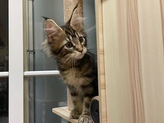 -欣宠猫屋·矮脚拿破仑·蓝金金渐层