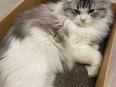 -柴迷FANS CLUB·柴犬狗咖·猫咖