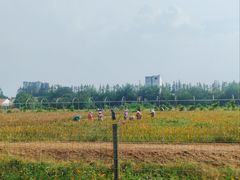 -上海长兴岛郊野公园