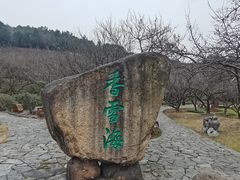 -香雪海