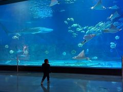 -烟台海昌鲸鲨海洋公园