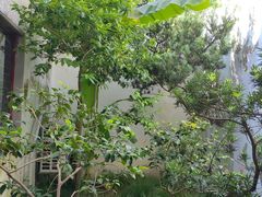 -秋霞圃