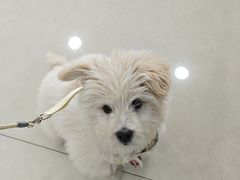 -伟伟宠物医院·CT影像中心·瑞派犬猫综合性门诊(汉口总院)