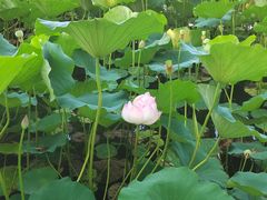 -莲花池公园