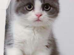 -东方名猫馆·英短金渐层布偶猫舍(环线广场1号楼店)