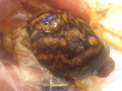 麻辣白玉蜗牛-嘉陵楼馋嘴城(簋街总店)